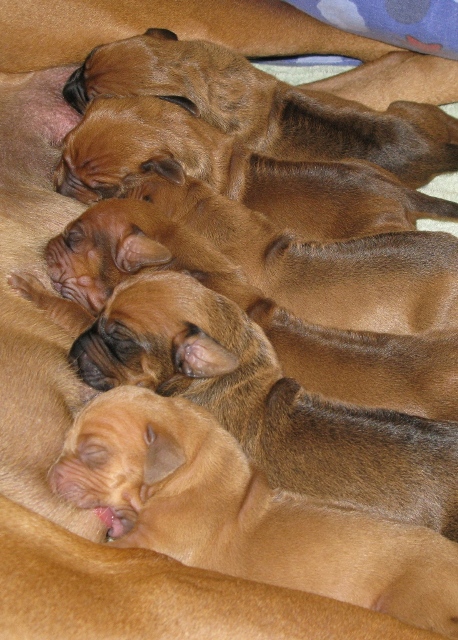 Feeding Frenzy